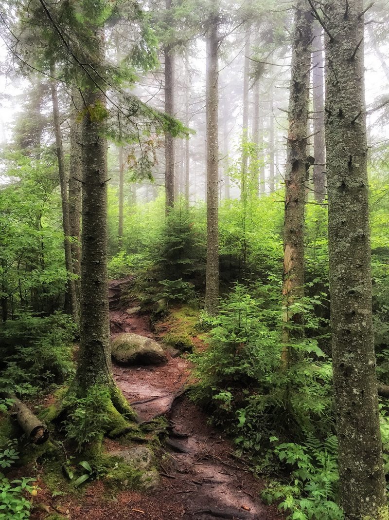 woods taken with iphone